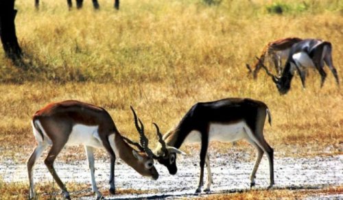 Black-Buck Sanctuary