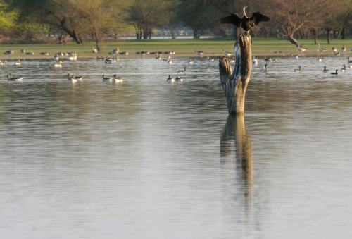 Thol Lake Bird Sanctuary