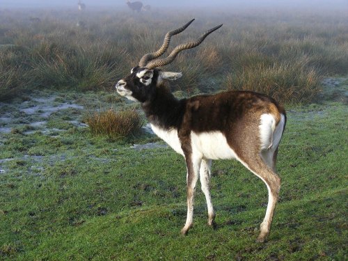 Abohar Wildlife Sanctuary