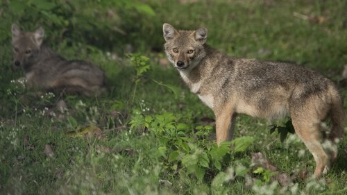 Bir Moti Bagh Wildlife Sanctuary