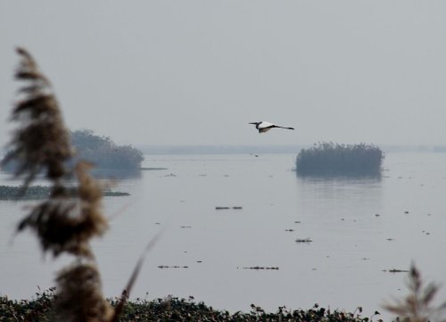 Harike Wildlife Sanctuary