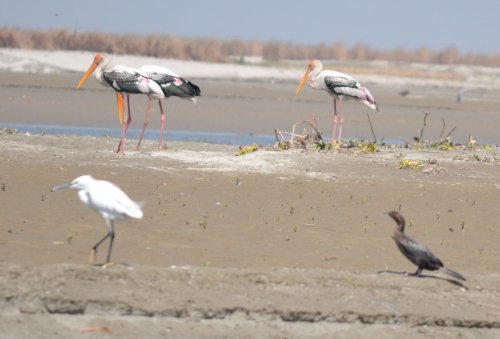 Hastinapur Wildlife Sanctuary