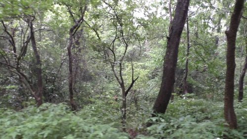 Mahavirswami Wildlife sanctuary