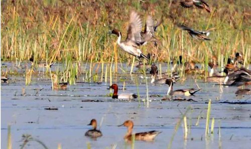 Martyr Chandra Shekhar Azad Bird Sanctuary