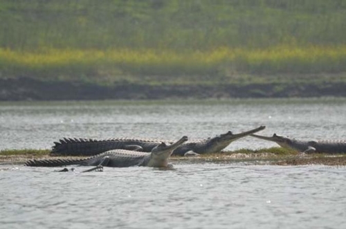 National Chambal Sanctuary