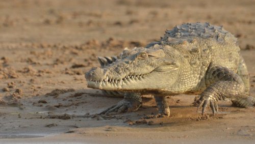 National Chambal Wildlife Sanctuary