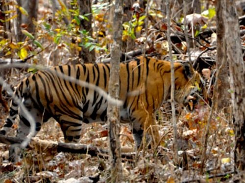 Pench National Park