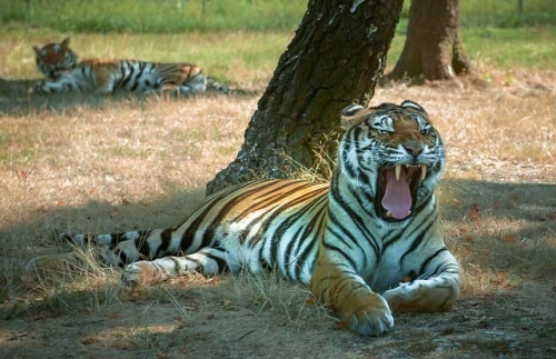 Ratapani Tiger Reserve