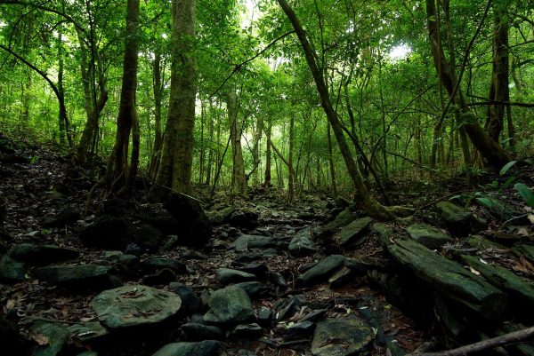 Agumbe Rain forest research station